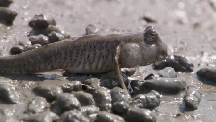 Mudskipper