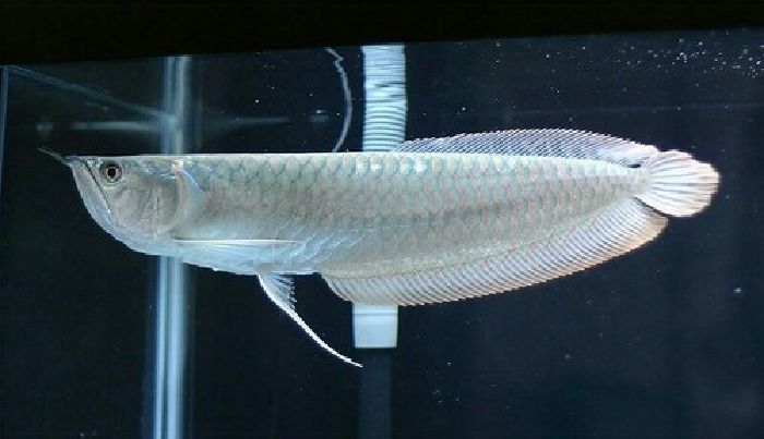 Cá ngân long (Silver Arowana)