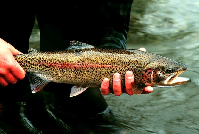 Cá hồi vân (Rainbow trout)