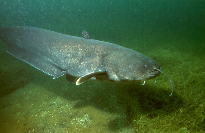 Cá nheo châu Âu (Wels catfish)