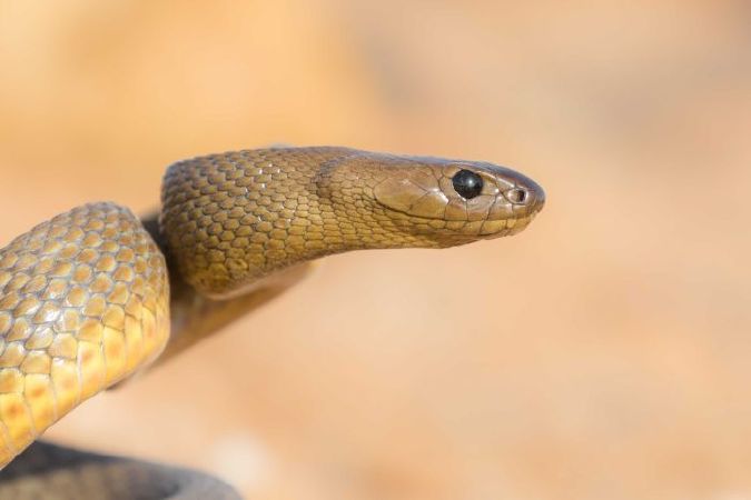Rắn Taipan nội địa