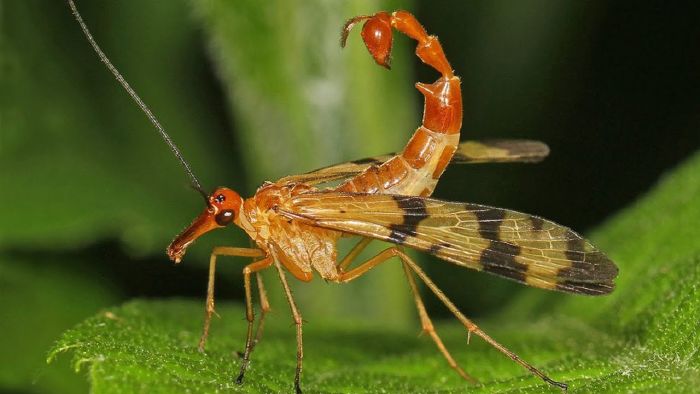 Scorpionfly