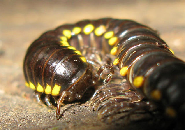 Rết khổng lồ Cyanide