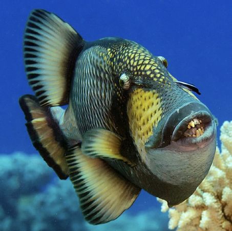 Titan Triggerfish
