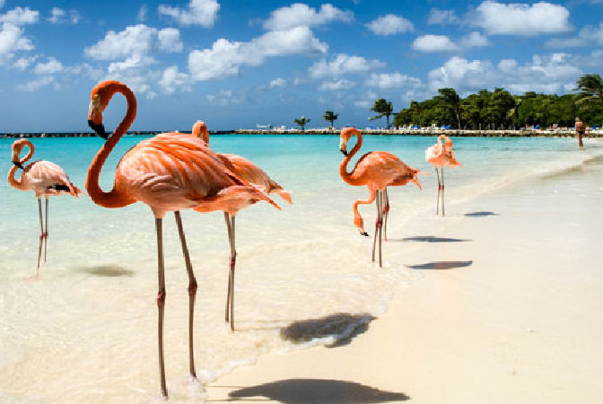 Đảo Flamingo - Đảo hồng hạc