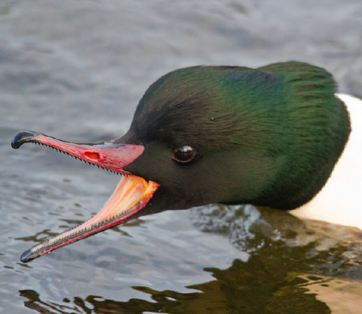Vịt cát goosander