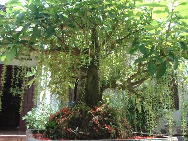 Cây lộc vừng