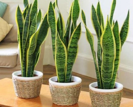 Top 11 cây lọc không khí và trang trí nhà cửa phổ biến hiện nay
