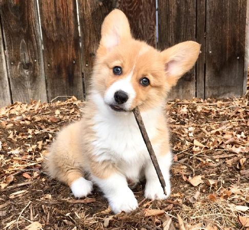Corgi