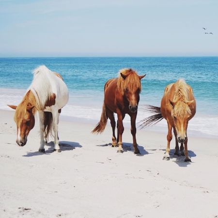 Đảo Assateague -Đảo ngựa