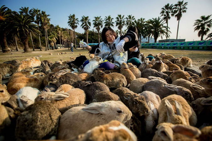 Đảo Okunoshima - Đảo thỏ