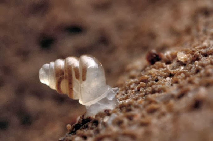 Ốc sên trong suốt