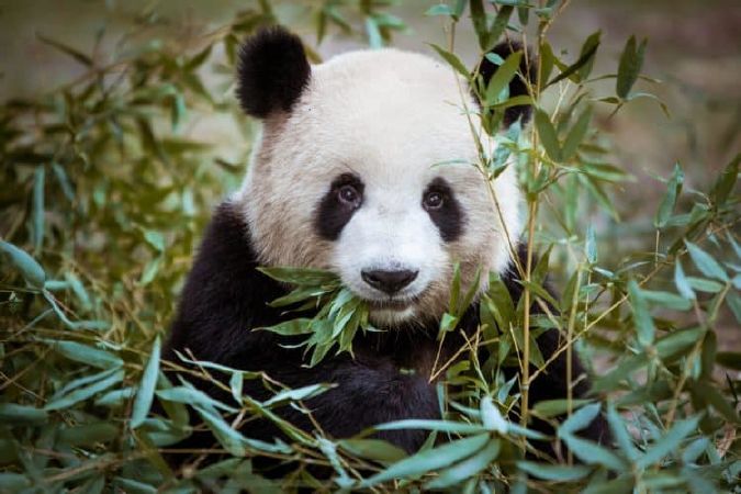 Gấu trúc và kháng sinh thần kì