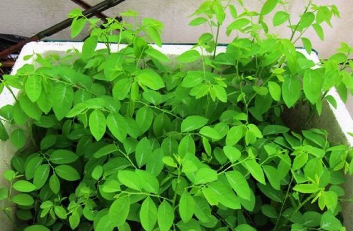 Trị đái dầm ở trẻ em