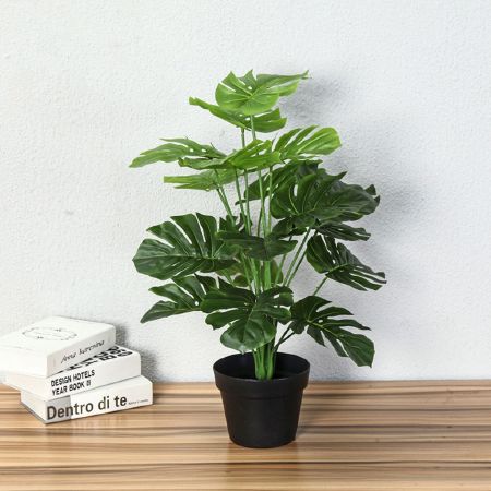 Cây trầu bà lá xẻ