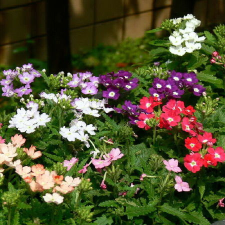 Verbena Hybrida Voss