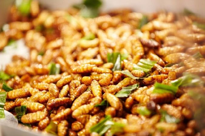 Gỏi nhộng ong rừng U Minh