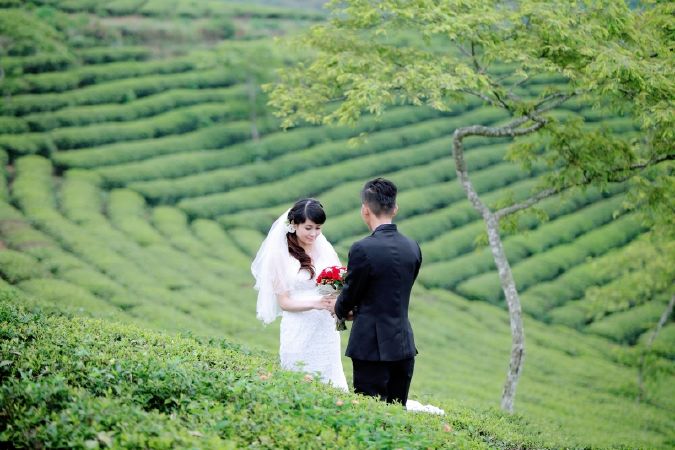 Những đồi chè