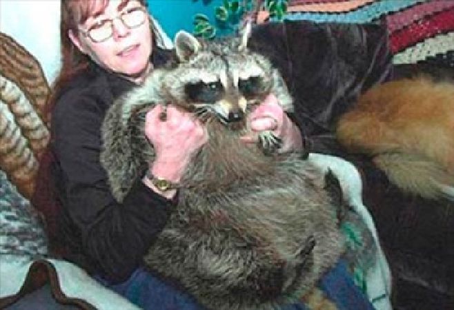 Chú chồn Bandit