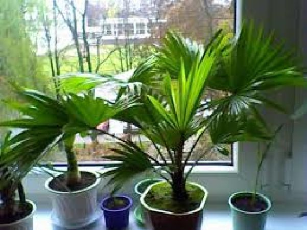 Cây Cọ Cảnh lọc không khí
