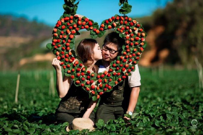 Vườn dâu Đà Lạt