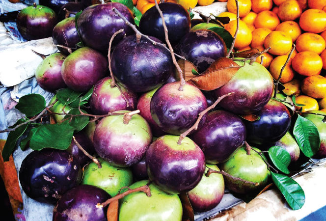Vú sữa Đại Tâm