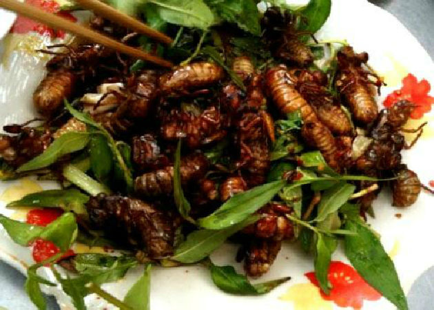 Ve sầu sữa chiên giòn