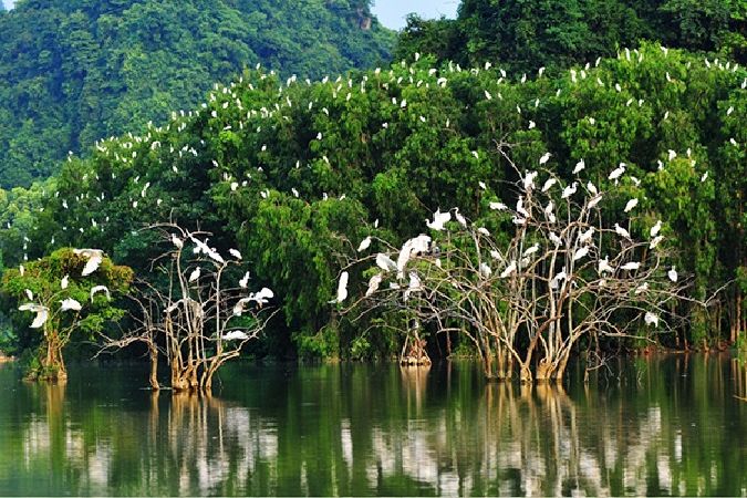 Khu đa dạng sinh học Lâm ngư trường 184 – Rừng đước Năm Căn