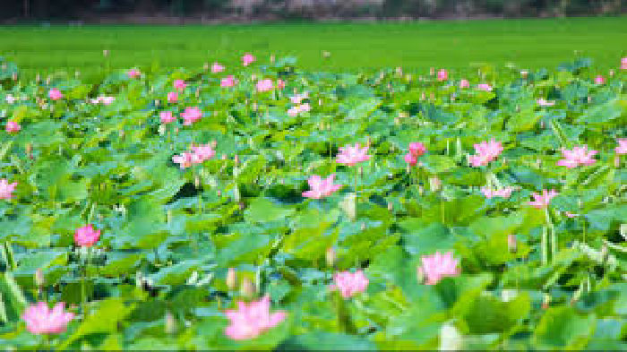 Khu du lịch sinh thái Đồng Tháp Mười