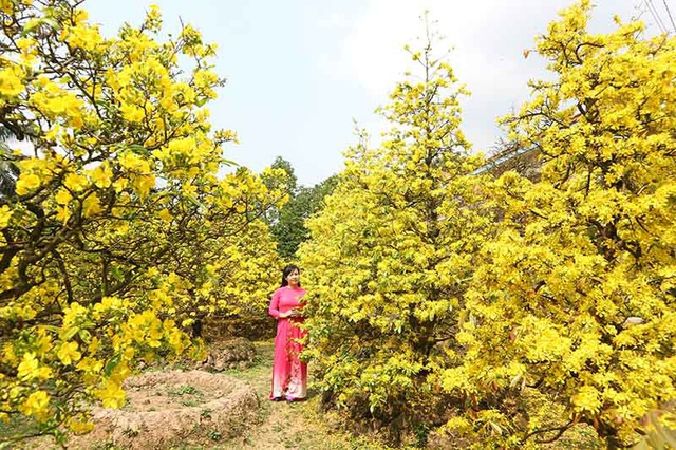 Làng mai Phước Định- Vĩnh Long