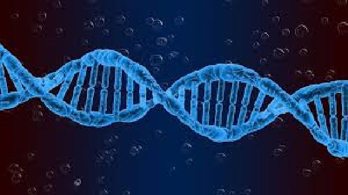 Sản xuất và tăng trưởng DNA