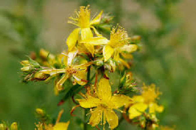 Hoa St.John’s Wort