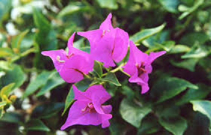 Hoa thường xuân
