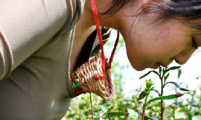 Trà hái bằng miệng của một trinh nữ