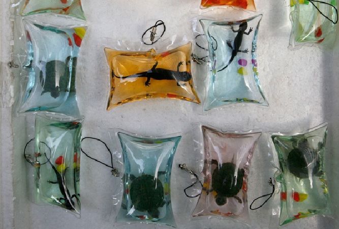 Vòng chìa khóa rùa sống