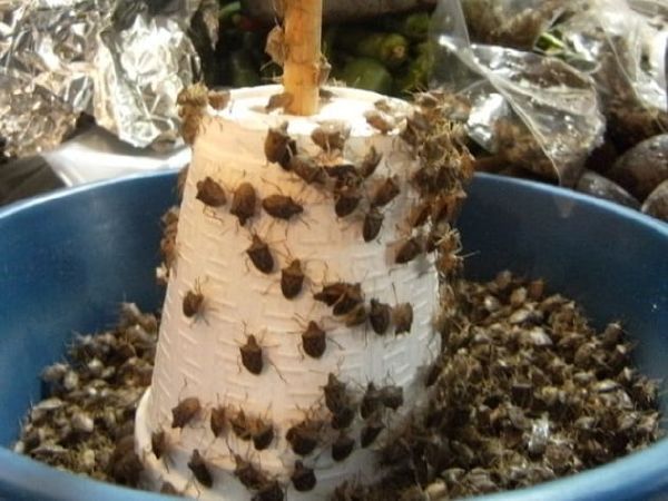 Mexico: Stinkbugs