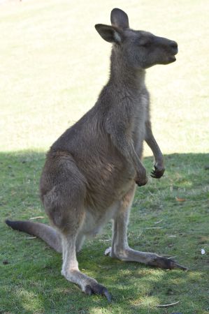 Chuột túi Wallaby
