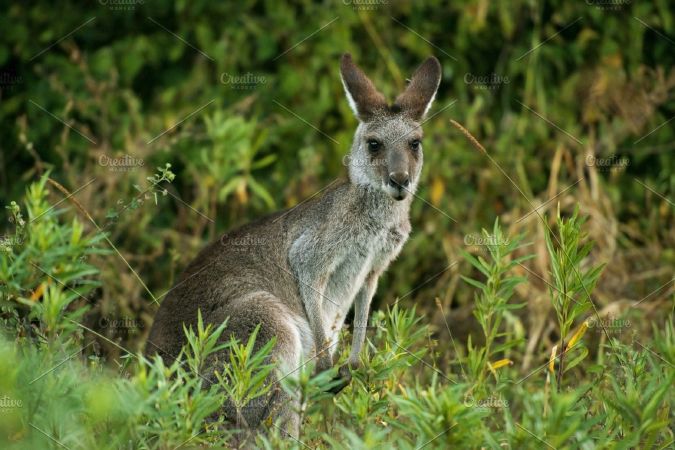 Kangaroo