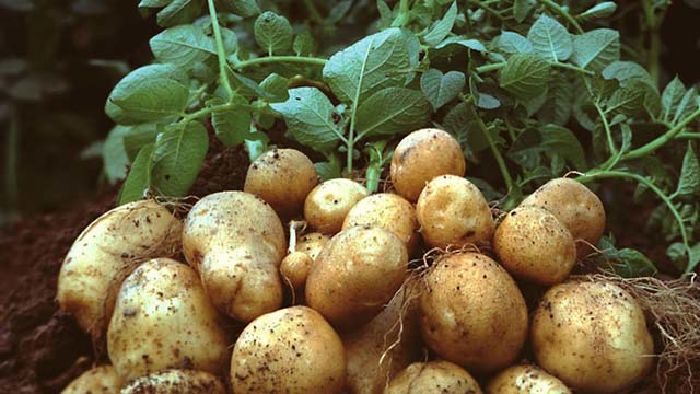 Dùng giấy vụn để trồng khoai tây