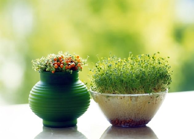 Cây phong thủy hợp tuổi Ất Dậu