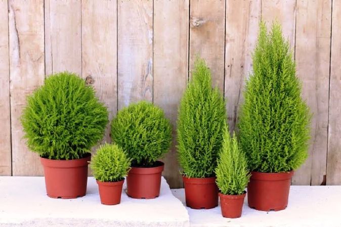 Cây phong thủy hợp tuổi Đinh Dậu