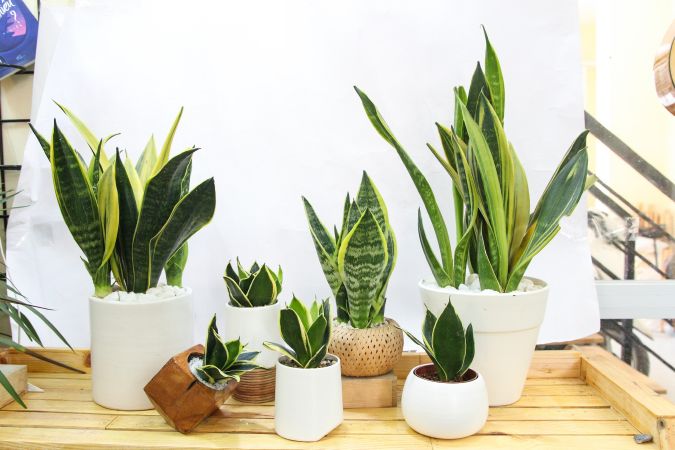 Cây phong thủy hợp tuổi Quý Dậu