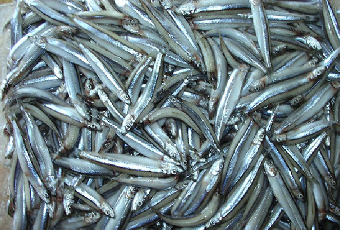Cá Cơm