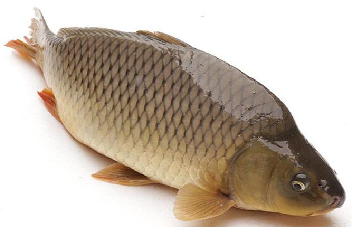 Cá Chép
