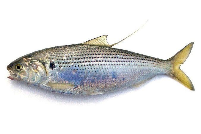 Cá mòi