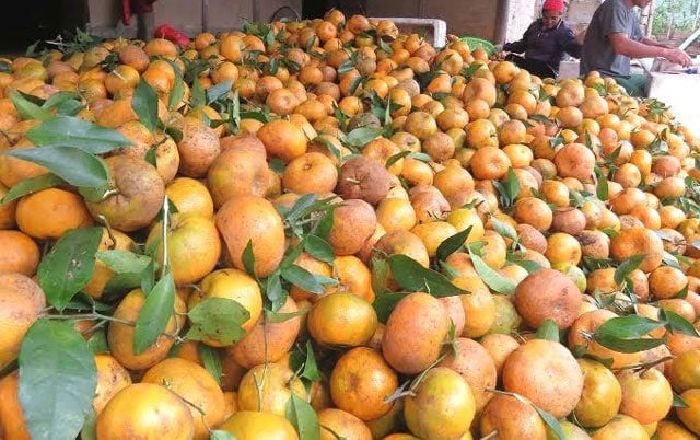 Quýt Quang Thuận
