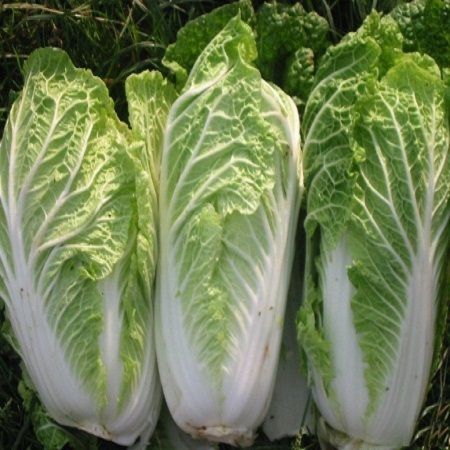 Cải thảo lợi tiểu tiện