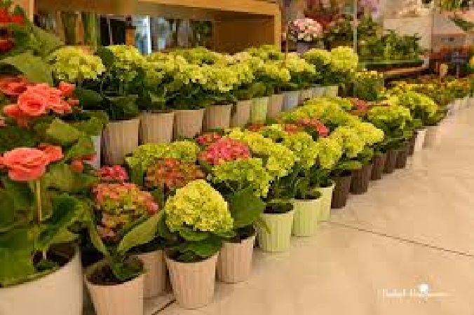Dalat Hasfarm