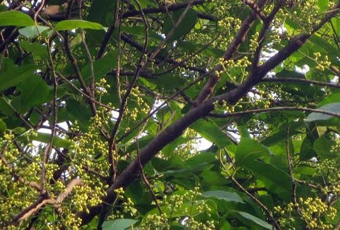 Hỗ trợ điều trị tiểu đường