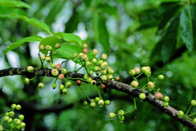 Top 9 công dụng chữa bệnh của cây vối